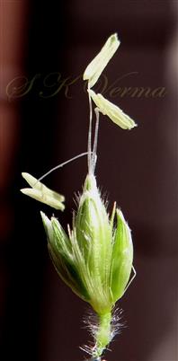  Burr-A cluster of 3 spikelets